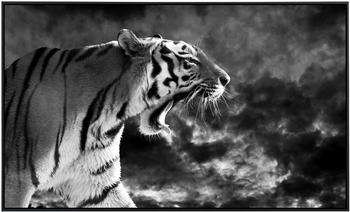 PaperMoon Infrarot-Bildheizkörper Tiger Schwarz & Weiß (100 x 60 cm, 600 W)
