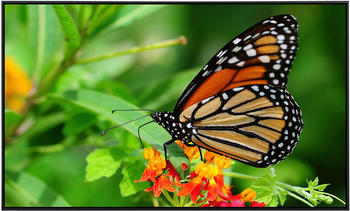 PaperMoon Infrarot-Bildheizkörper Schmetterling (100 x 60 cm, 600 W)