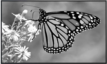 PaperMoon Infrarot-Bildheizkörper Schmetterling Schwarz & Weiß (100 x 60 cm, 600 W)