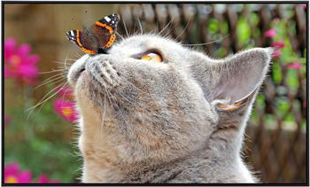PaperMoon Infrarot-Bildheizkörper Schmetterling und Katze (100 x 60 cm, 600 W)