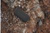 Fresh ´n Rebel Rockbox bold L grau