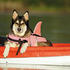Nobby Hundeschwimmweste Sharki S rosa
