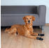 Trixie Hundesocken Anti Rutsch M-L schwarz