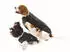 Fashion Dog Regenmantel Hund schwarz 65cm (10865N)