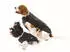 Fashion Dog Regenmantel Hund schwarz 65cm (10865N)