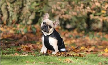 Bucas Freedom Dog Rug 50g Black/Taupe 50