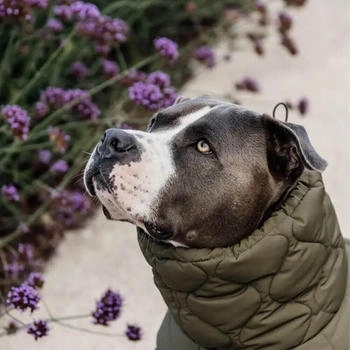 Kentucky Hundemantel Winter Pina Tannengrün XL