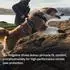 Ruffwear Ridgeline Shoes Obsidian Black Pfotenbreite: 83 mm