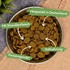 Lyra Pet Lecker.Pet Luna's Adult Strauß mit Kartoffel & Apfel Hundefutter Trockenfutter Vollnahrung 4 kg
