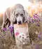 Dog's Love Adult Trockenfutter mit Pferd 2kg