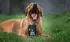 Tales & Tails Bauchpinsler Hundesnack 325 g