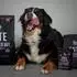 Tales & Tails Softtrockenfutter Ente gut, alles gut 1,5 kg