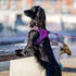 DOG Copenhagen Comfort Walk Go Geschirr Purple Passion XS