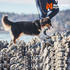 Non-stop dogwear Hundehalsband Cruise Collar