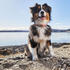 Non-stop dogwear Hundehalsband Cruise Collar