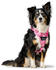 HUNTER Geschirr Divo Camouflage rosa L 2,5cm (69463)