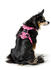 HUNTER Geschirr Divo Camouflage rosa XS 1,5cm (69459)