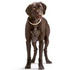 HUNTER Freestyle Halsband dunkelbraun (43663)