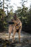 Non-stop dogwear Rock Harness S 45-60cm (1301)