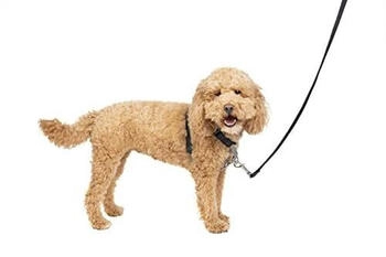 Petsafe 3 in 1 harness with 2 points control leash black S
