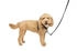 Petsafe 3 in 1 harness with 2 points control leash