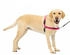 Petsafe Easy Walk Geschirr
