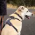Ruffwear Front Range Harness L/XL basalt grey