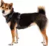 Ruffwear Front Range Harness L/XL basalt grey