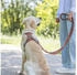 Trixie Premium Active Geschirr - L / rost