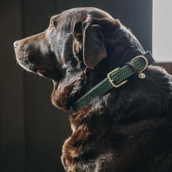 Kentucky Horsewear Kentucky Dogwear - Nylon - Geflochten - S - Olive Grün - 42 cm