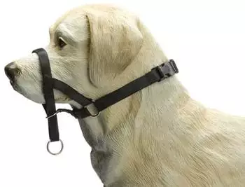 Beeztees Nasenband Dog Control schwarz, Größe: L
