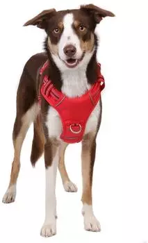 Doog Neotech Harness Red Gr. L