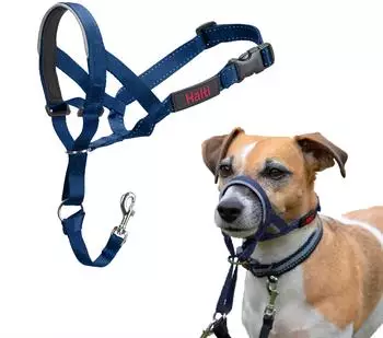 Halti Halti Kopfgeschirr/Headcollar blau, Größe: 1