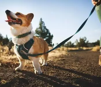 Ruffwear Front Range Flex Harness Deep Teal Gr. XXS