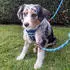 Nobby Hundegeschirr Sporty mit Griff beige - [GLO689311861]