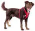 Curli All New Belka Comfort - Schwarz / XL