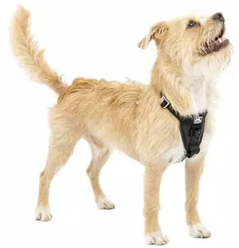 Kurgo Tru Fit Smart Harness (incl. Seat Belt Tether) Black Gr. S