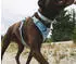 Ruffwear Front Range Flex Collar Polar Blue 28-36 cm