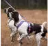 Non-stop dogwear Line harness 5.0 Rachel Pohl edition Pink Nr. 4