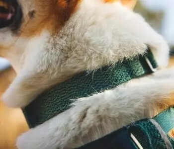 Ruffwear Hundehalsband Front Range Flex Collar Deep Teal