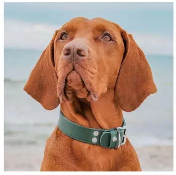 Das Lederband Hundehalsband Weinheim Hunting Green Länge: 37 cm