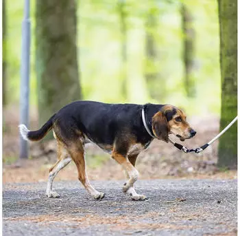 Beeztees Hundeleine Parinca Premium rund Nylon grau, Maße: 180 cm / 10 mm