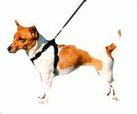 Laisse De S&eacute;curit&eacute; Automobile Pour Chien S/m - Trixie