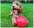The Company of Animals Boomer Ball