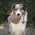 Farm-Land Hunde-Dummy Ente mit Kunstfell 300g (90-1-807)
