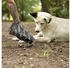 Lionto 900 Hundekotbeutel schwarz/grün (BT00328)