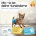 Hund IST König Windeln für Hündinnen 3 Stk.