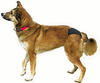 Hundewindeln