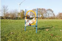 TRIXIE Reifen-Set Fun-Agility blau, H&ouml;he: ca. 100 cm, Durchmesser: ca. 60 cm