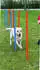 Trixie Agility Slalom 12 Stangen 115x3cm